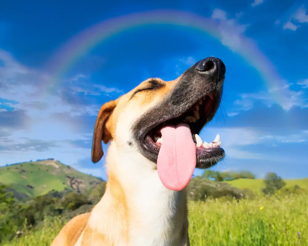 Chien épanoui sous un arc‑en‑ciel, symbolisant le bien‑être naturel du chien
