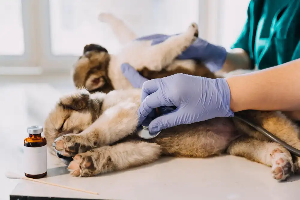 Vétérinaire auscultant un chiot pour soigner animal malade