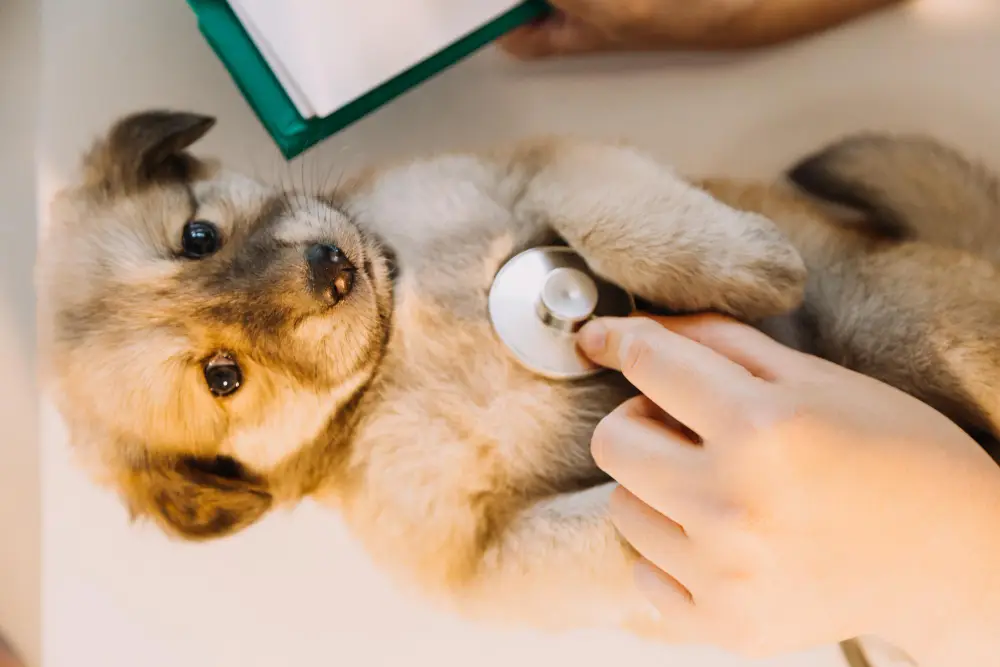 focus assurance chien