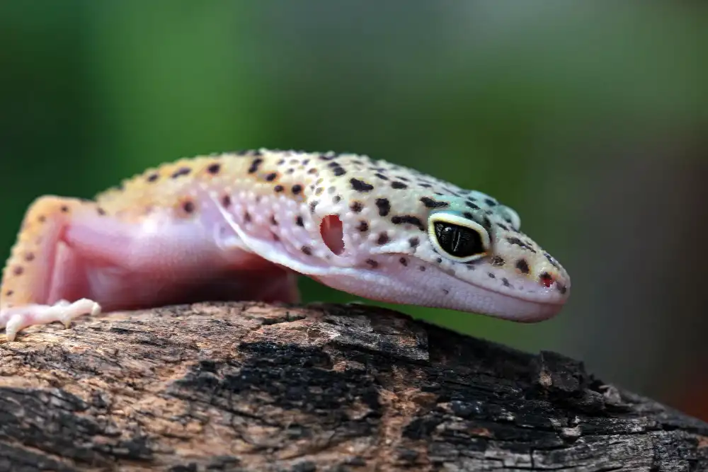 gecko léopard