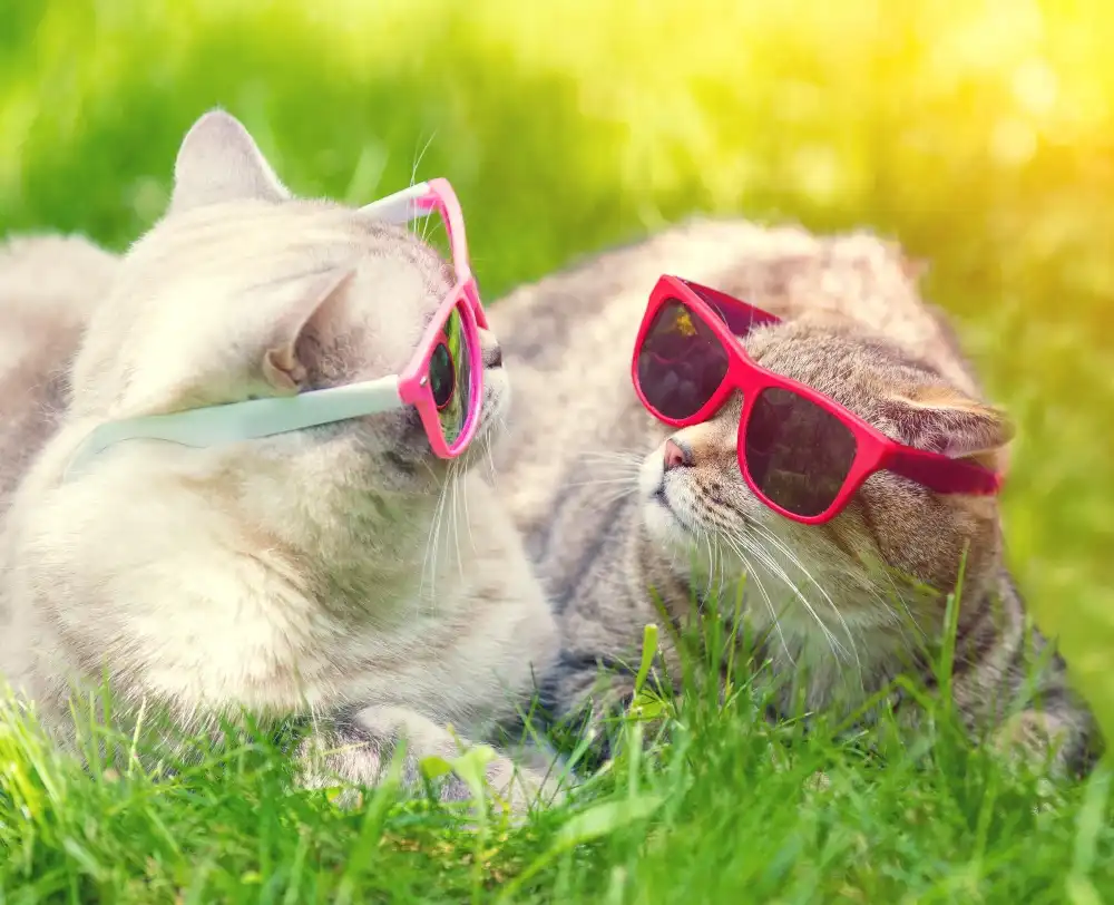 Deux chats portant des lunettes de soleil se relaxant à l’ombre de l’été pour rester au frais