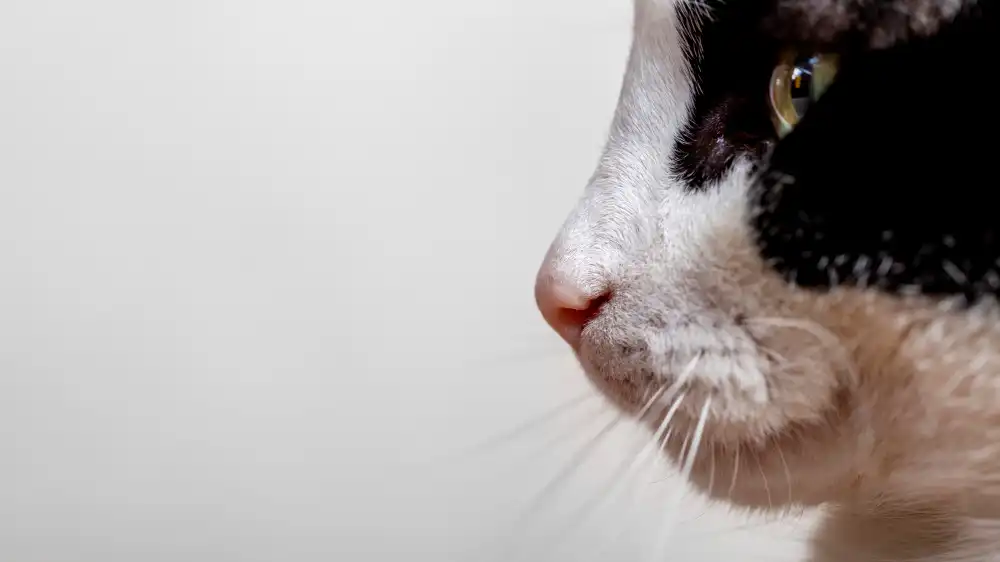 saignement nez chat