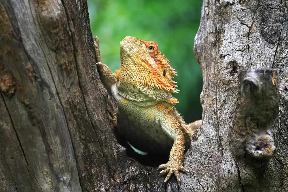 Pogona vitticeps perché sur tronc d’arbre, texture et comportements à reproduire en terrarium pogona