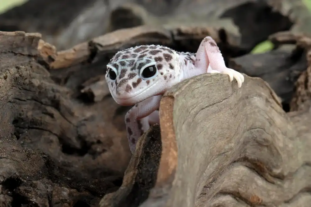 durée de vie gecko léopard