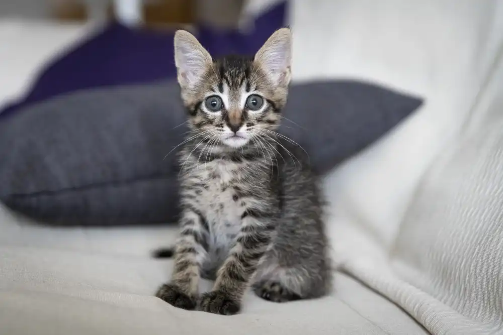 étapes développement comportement chaton