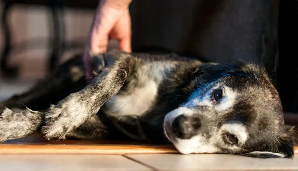 Chien allongé au sol semblant mal en point – reconnaissance des signes avant de faire vomir un chien