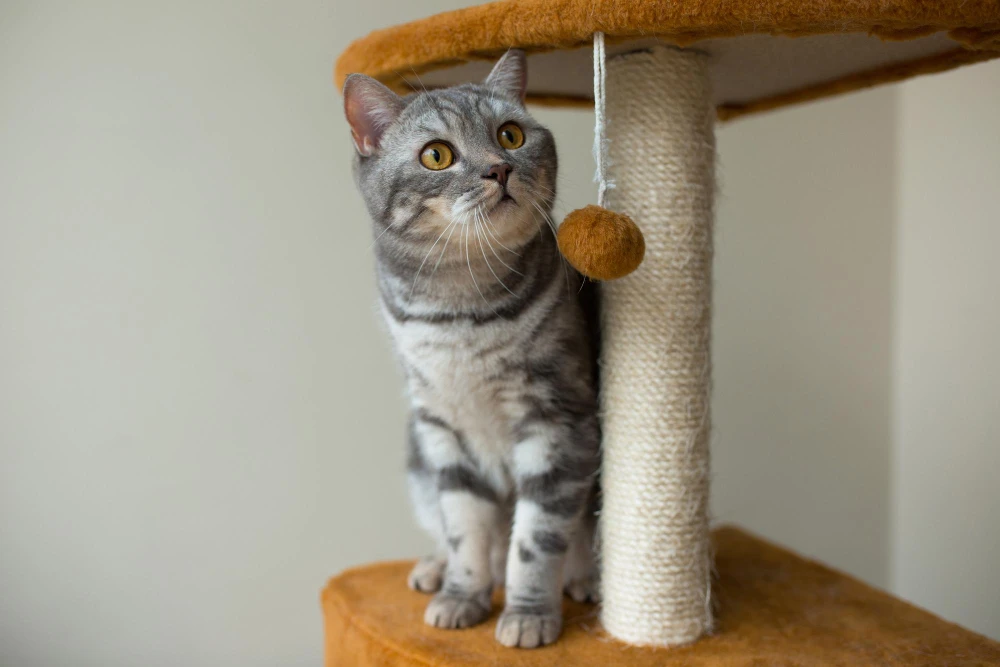 Chat attiré par un arbre à chat avec jouet suspendu et poteau en sisal