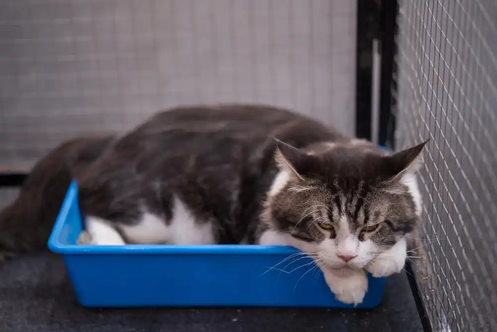 combien de temps un chat peut il rester sans faire pipi