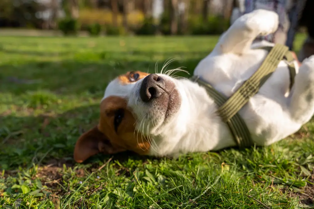 besoins fondamentaux chien