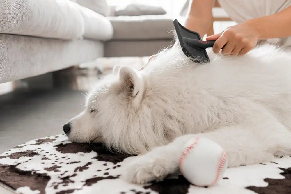 meilleurs aliments beau poil chien