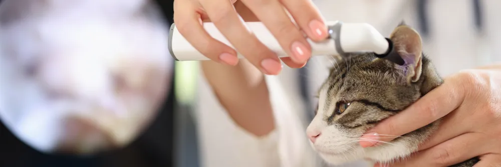 Personne nettoyant les oreilles du chat avec un applicateur auriculaire