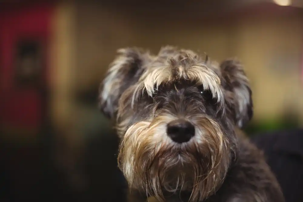 races terriers connus