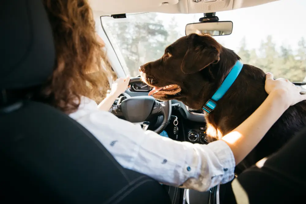 Conducteur avec un gros chien assis sur le siège passager d’une voiture – comment transporter un gros chien en voiture