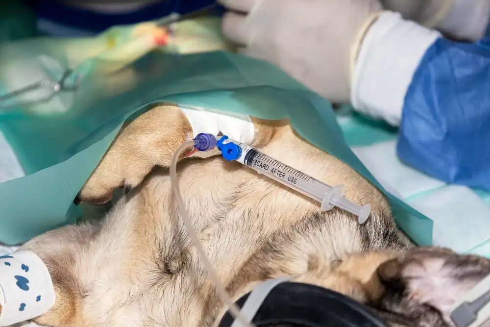 combien de temps pour se remettre opération chien