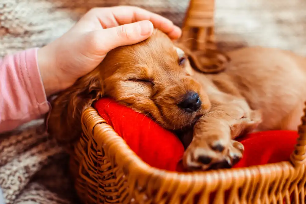 Chiot endormi dans un panier caressé, illustrant le calme après avoir tourné en rond avant de se coucher