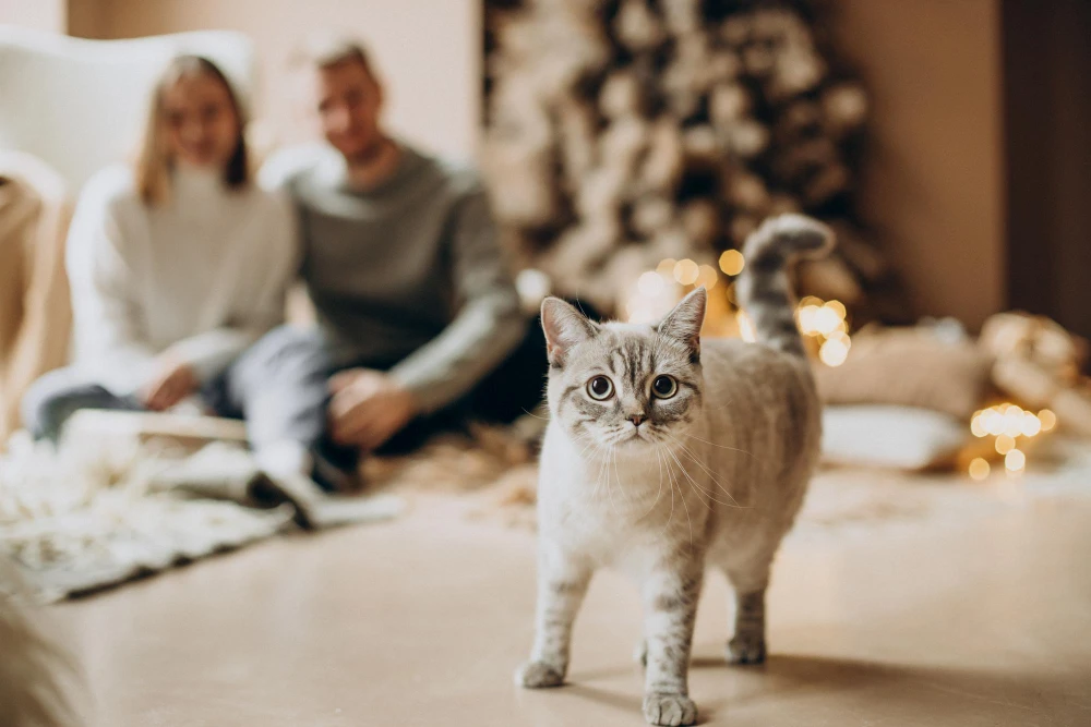 Chat observant ses propriétaires dans un salon, représentant la vie en famille avec un chat et un chien compatible