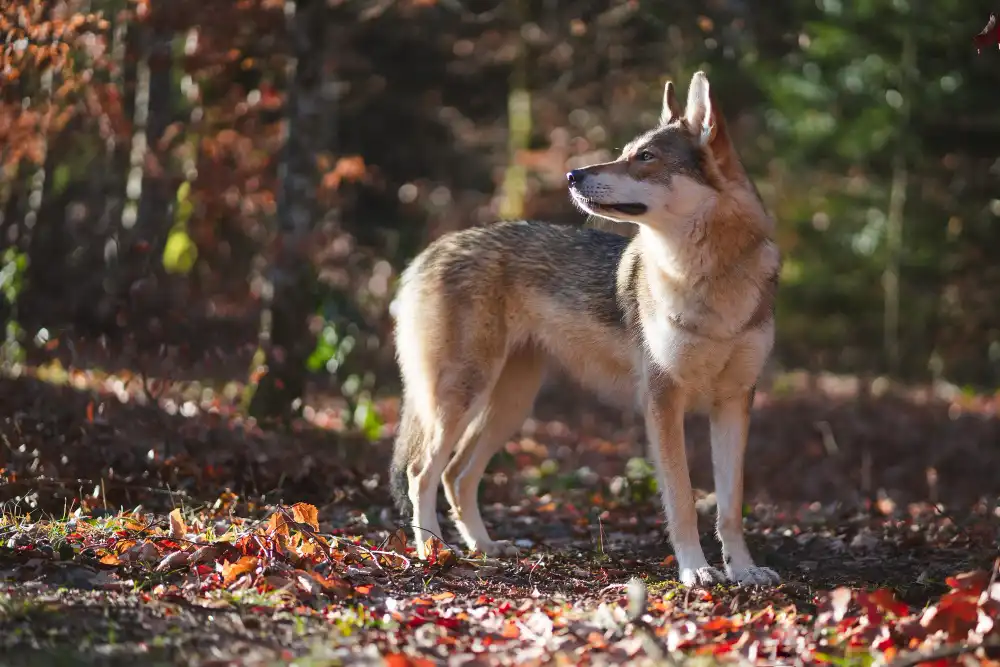 races de chiens qui ressemblent le plus à un renard