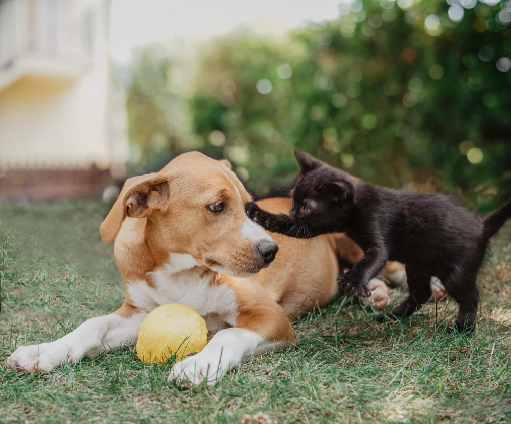 Chien et chat jouant ensemble dans le jardin, symbole d’une relation harmonieuse entre les deux animaux