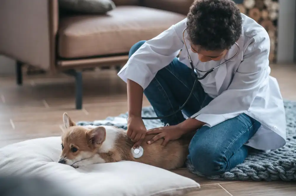 Vétérinaire à domicile examinant un chien allongé sur un coussin