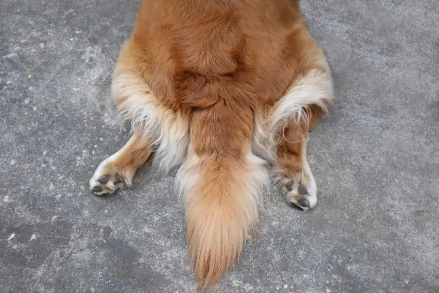 Vue arrière d’un chien assis montrant la zone périnéale et les glandes anales