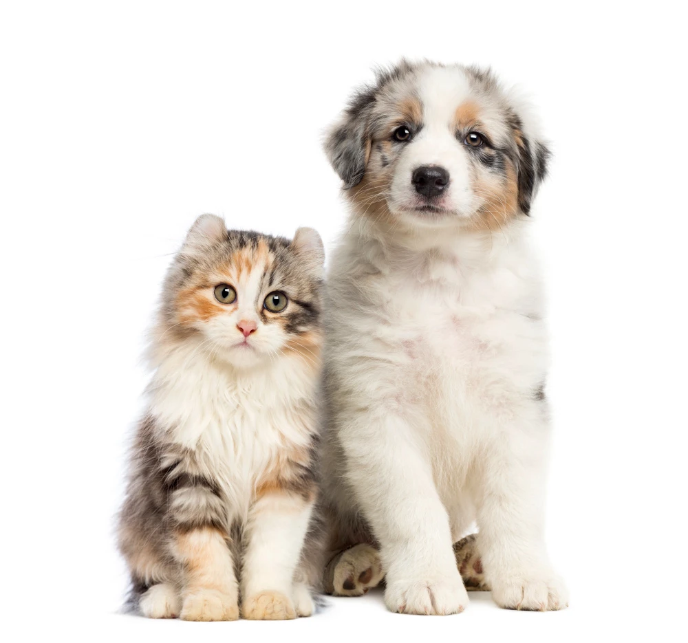 Chiot et chaton assis ensemble illustrant la cohabitation idéale entre chien et chat.