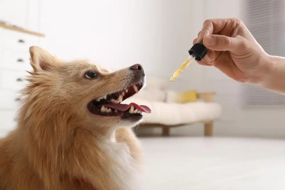 cbd bénéfique bien être animaux de compagnie