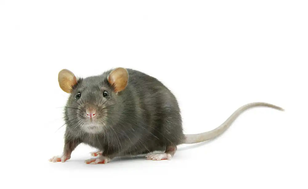 identifier les crottes de rat