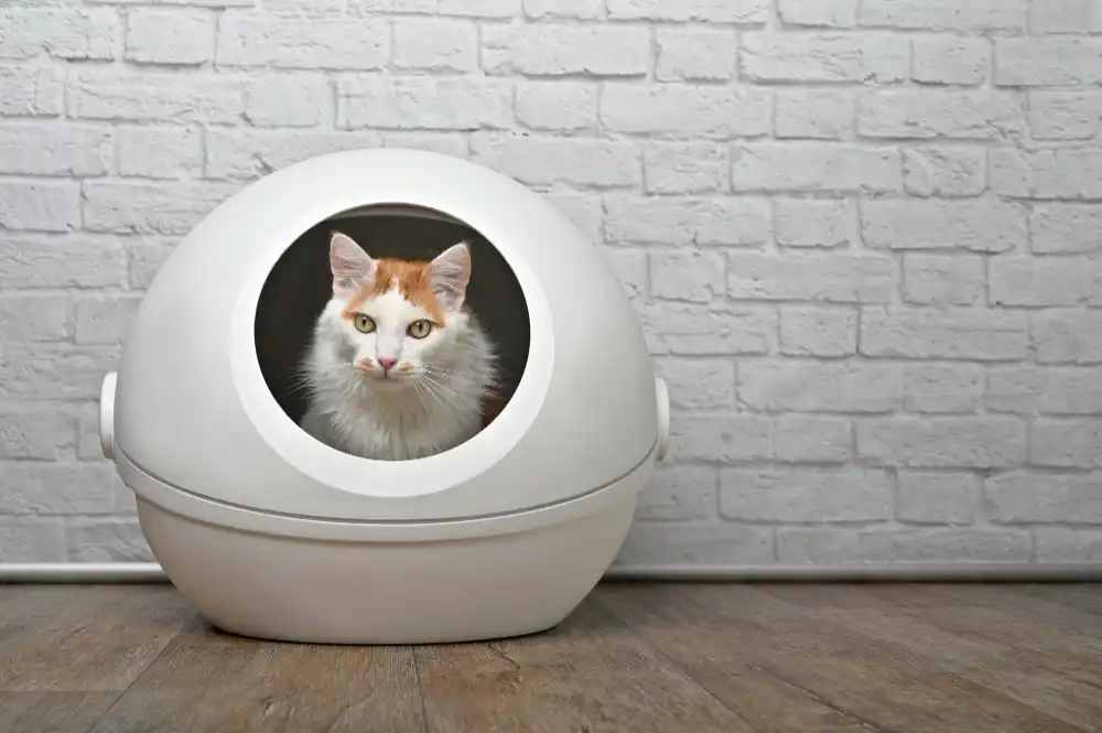 Litière chat automatique