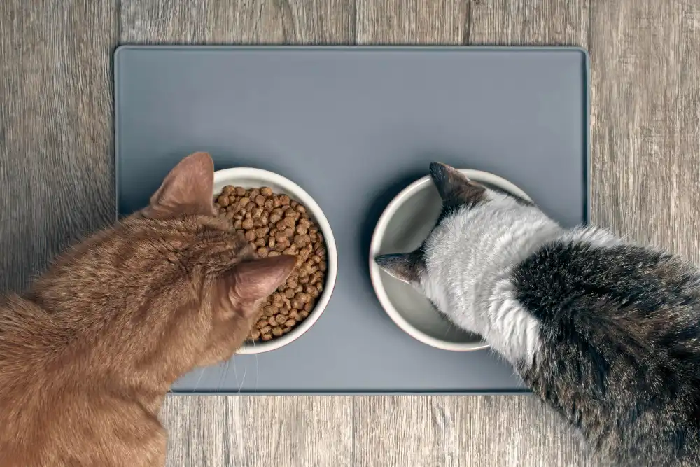 l’alimentation fraiche pour chat et chien