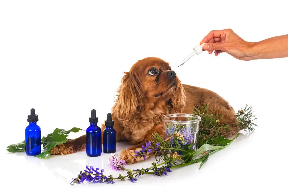 phytothérapie pour chien