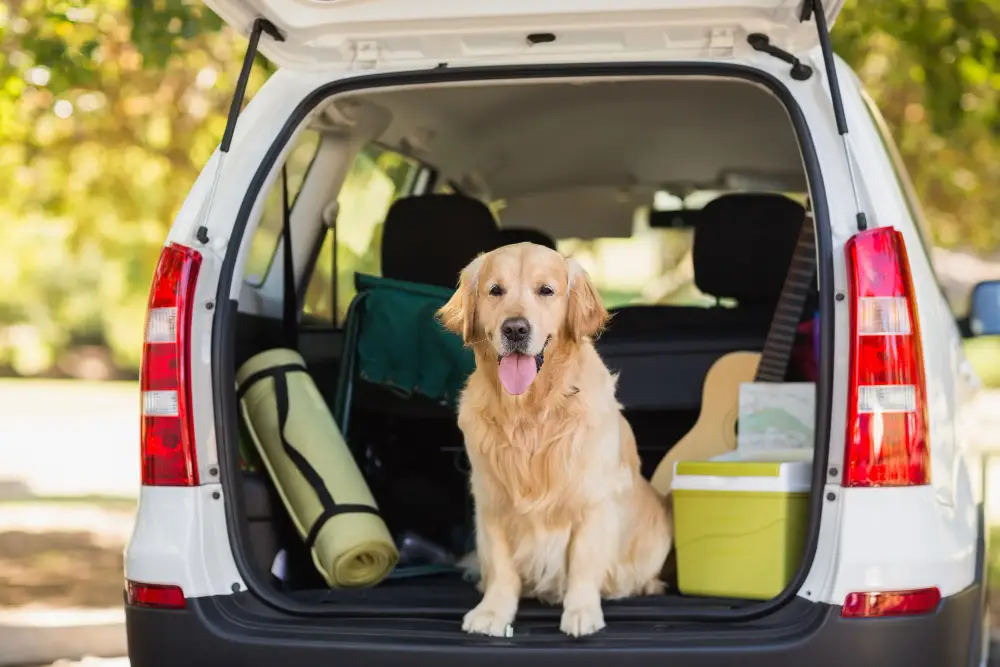 assurer bien etre chien vacances