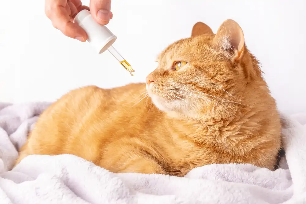 bienfaits du cannabidiol pour les chats
