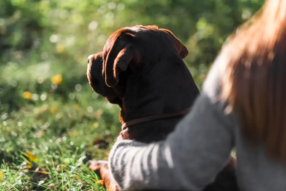 dire adieu chien age