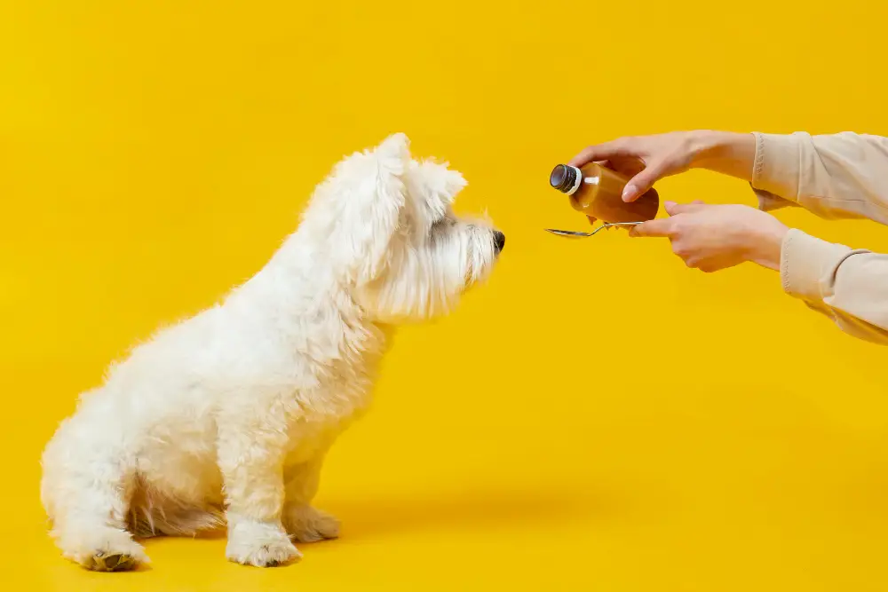 produits naturels confort chien vieillissant