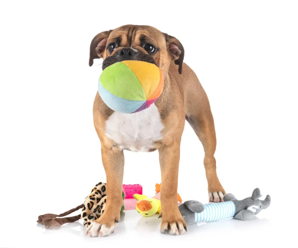 Jouet Pour Chien Hide & Seek - Lot De 6 Peluches Couineuses + Tronc - Stimulation Mentale