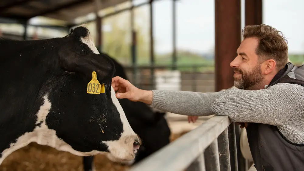 besoins nutritionels vaches laitieres