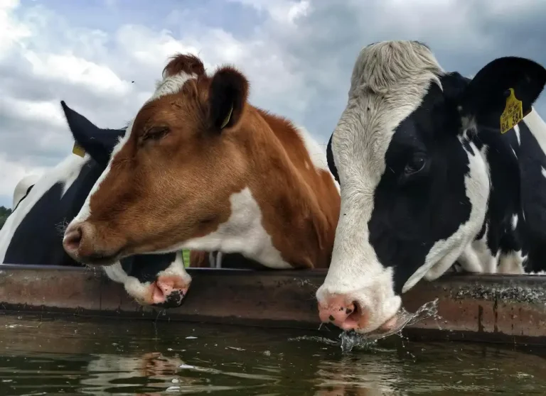 combien boit une vache par jour