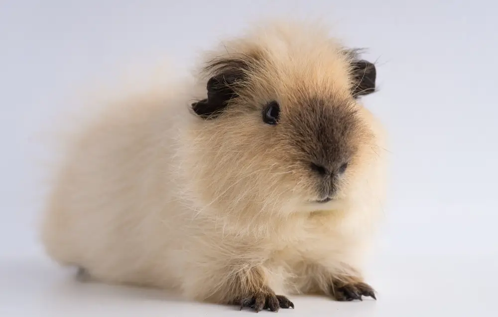 ameliorer qualite vie hamster