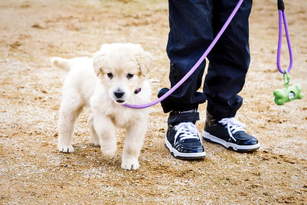 bons accessoires balade chiot
