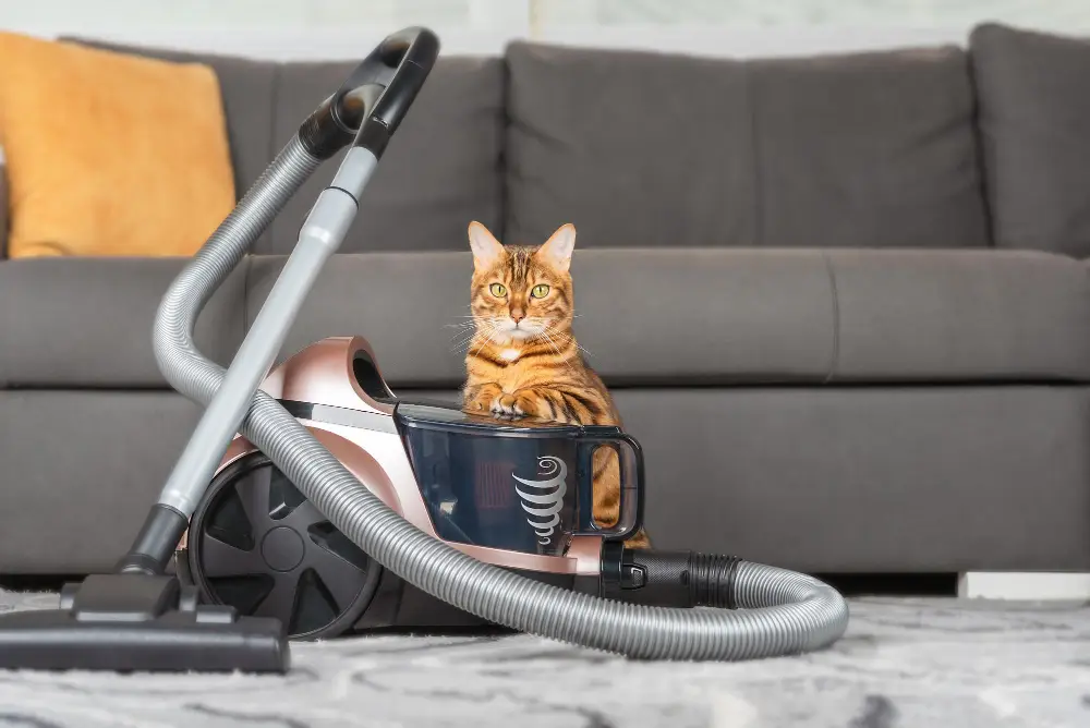 Chat Bengal confortablement installé dans un aspirateur pour poils d’animaux