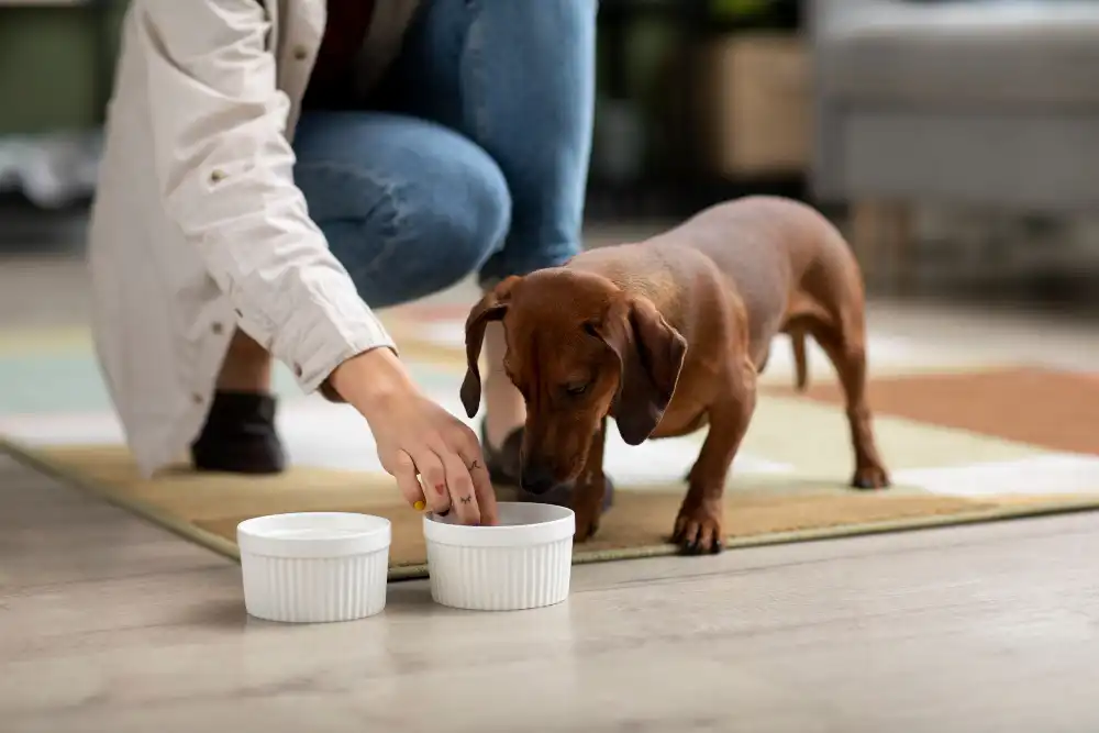 optimiser alimentation chien