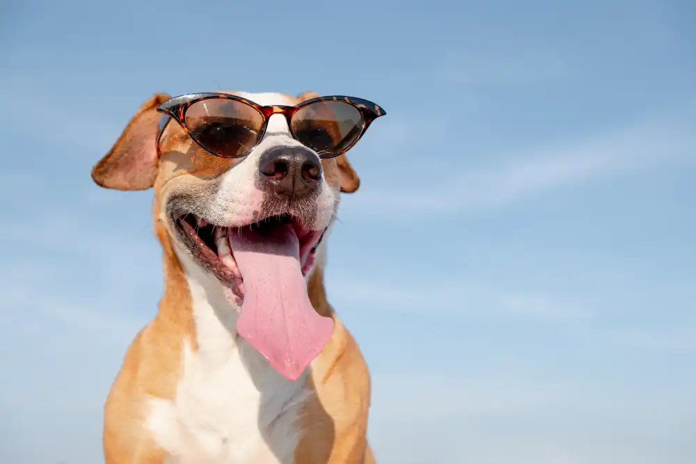assurer le bien être de votre chien au quotidien