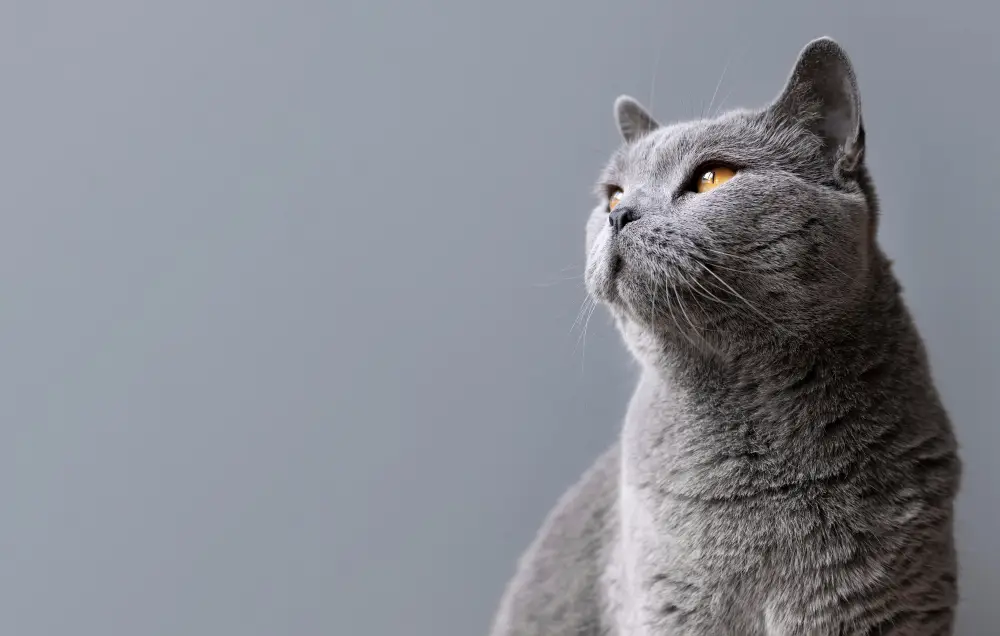 produit naturel chat