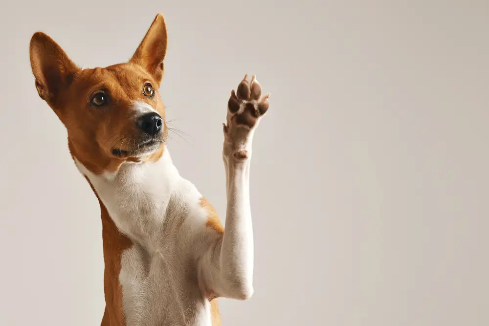 importance informer avant adopter chien