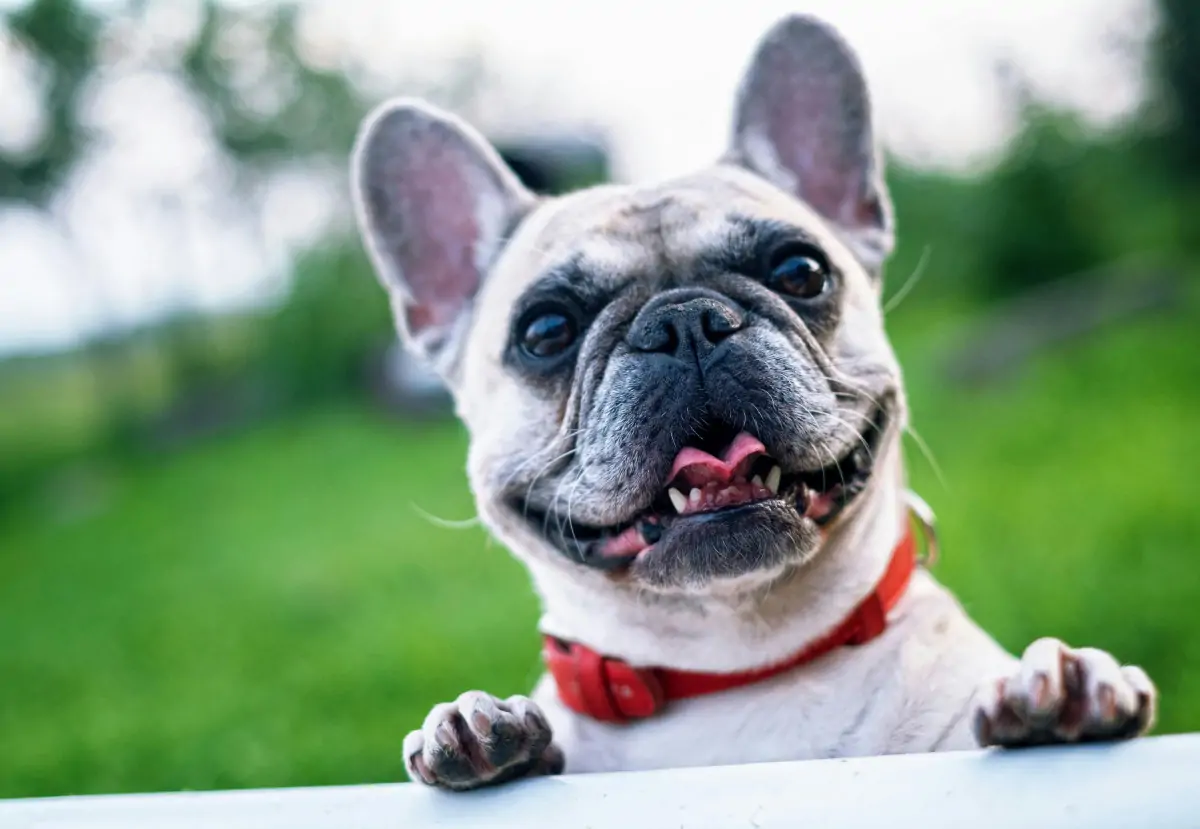 bouledogue français