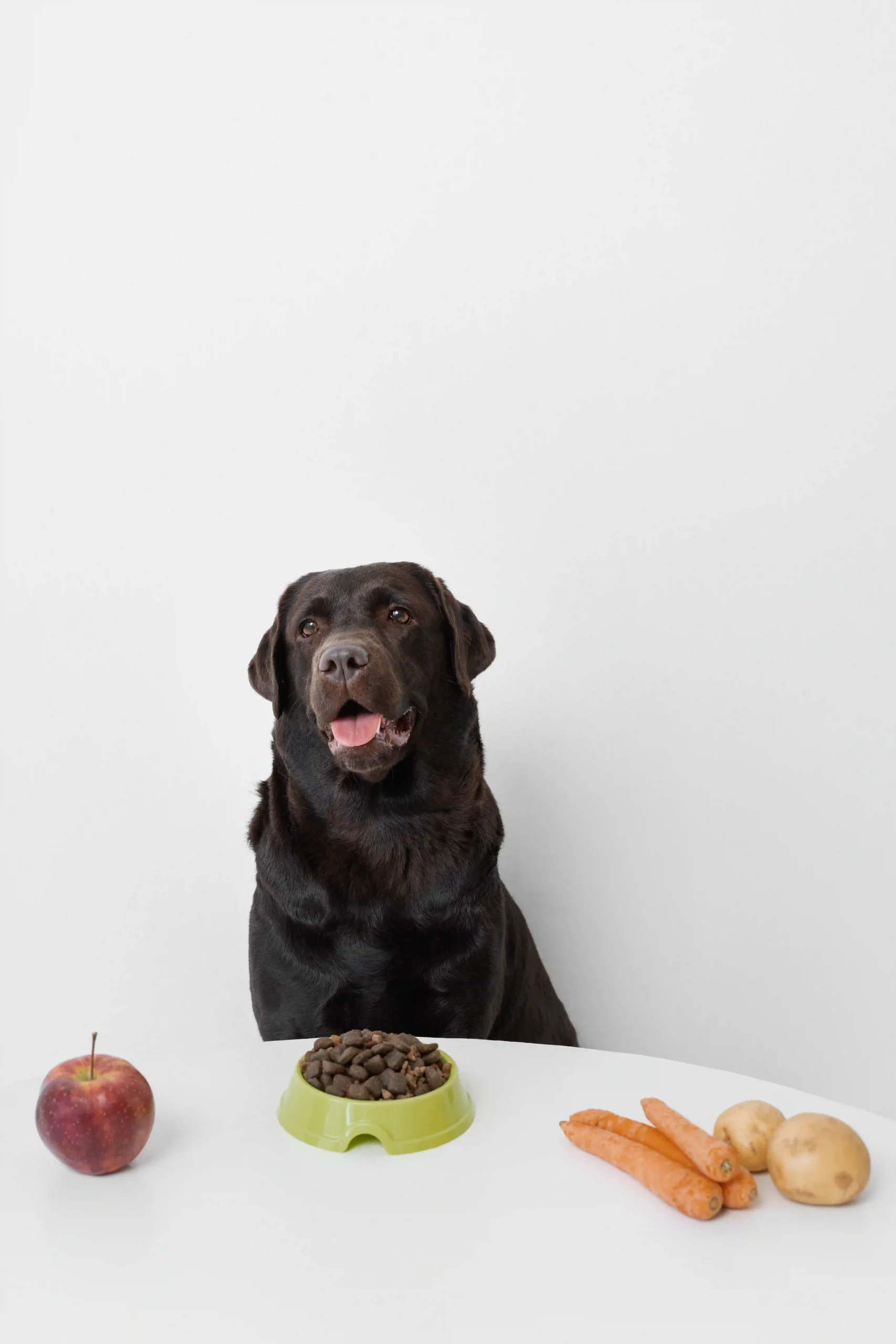 alimentation naturelle chien