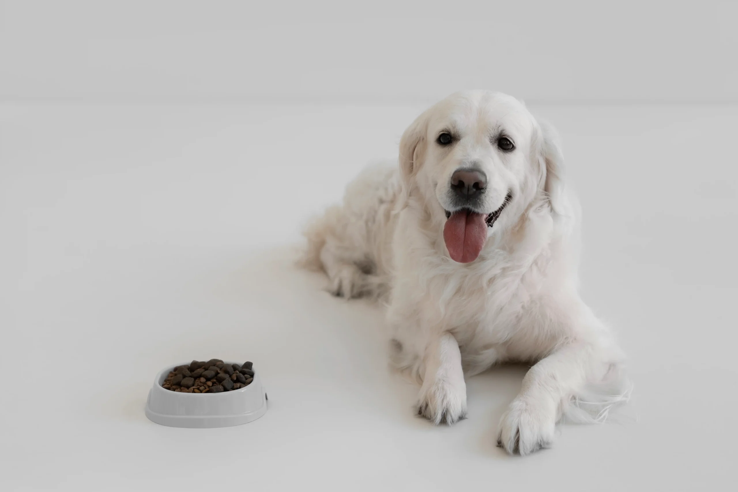 alimentation pour chien