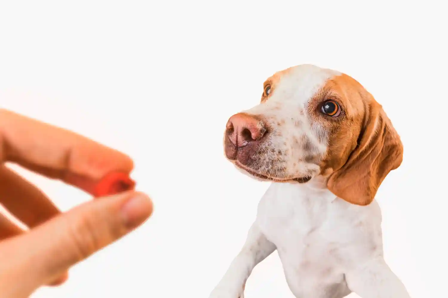 complement alimentaire pour chien
