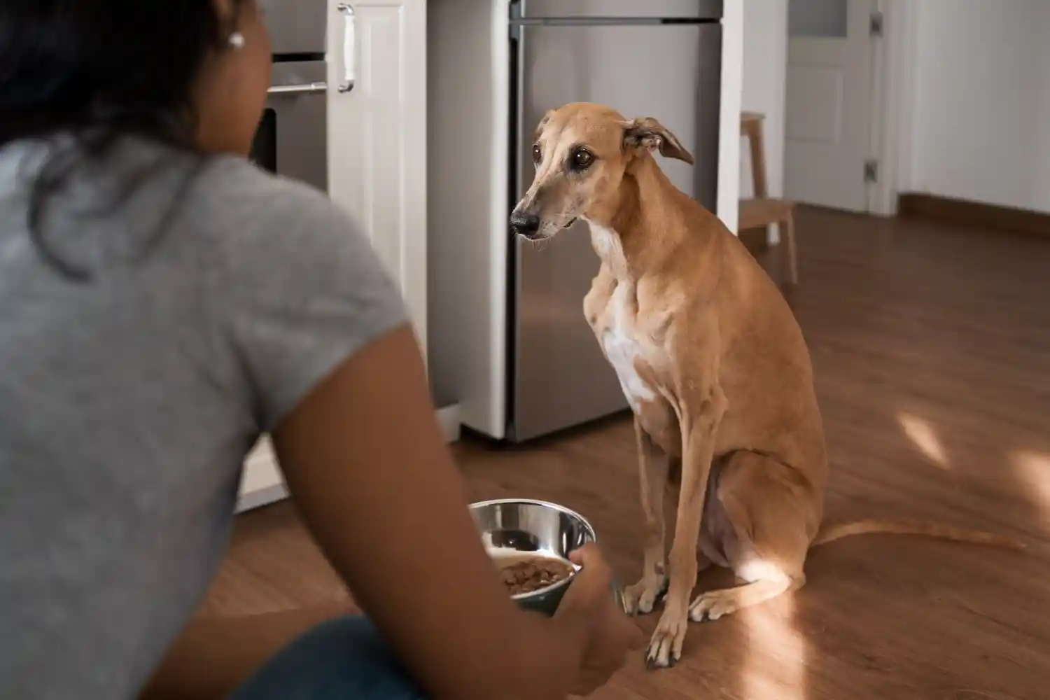 trouble alimentaire chien