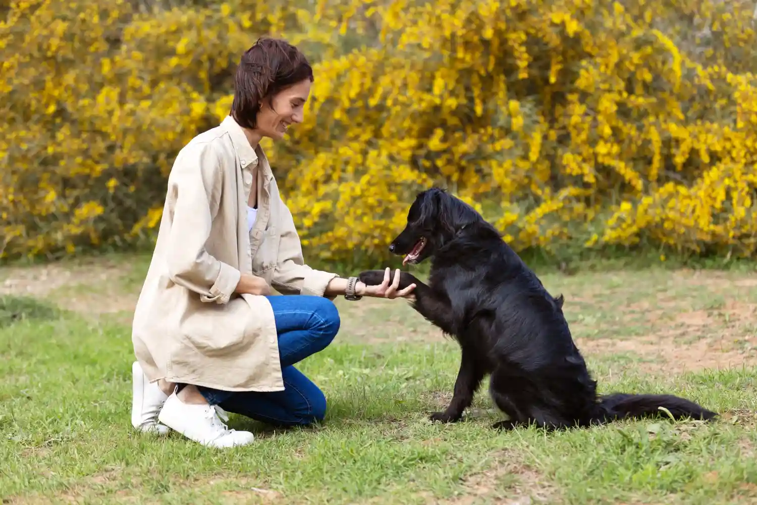 apprendre des ordres à son chien